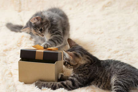 Two cute curious gray kittens are trying to peek into a gift boxの写真素材