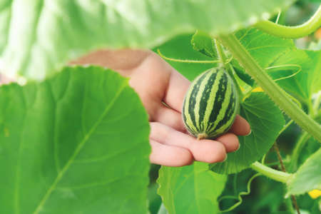 Small unripe melon fruit on a summer day in the greenhouseの写真素材
