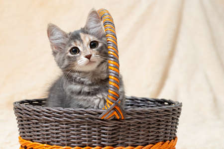 Cute gray kitten sits in a basket on a background of a beige fur plaid, copy spaceの写真素材