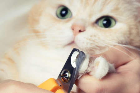 Cutting the claws of a cute creamy British cat. Pet care, grooming conceptの写真素材