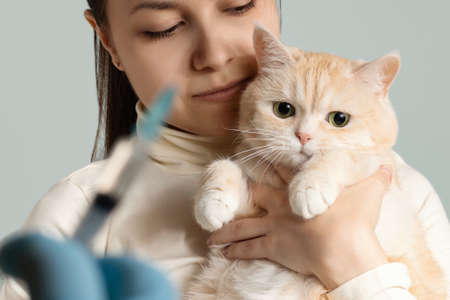 A young girl with a cute cream cat at the vet is preparing to be vaccinatedの写真素材