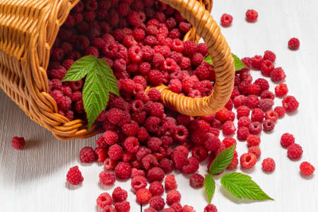 Fresh forest raspberries scattered on the table from an overturned wicker basket