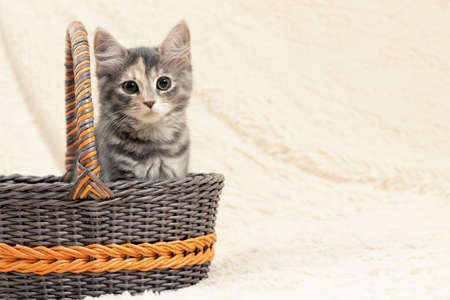 Cute gray kitten sits in a wicker basket on a background of a beige fur plaid, copy spaceの写真素材