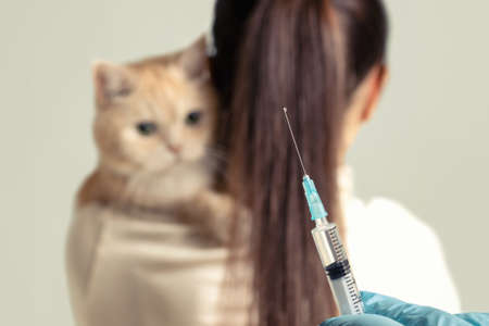 A young girl with a cute cream cat at the vet is preparing to be vaccinated.の写真素材