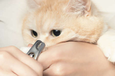 Cutting the claws of a cute creamy British cat. Pet care, grooming conceptの写真素材