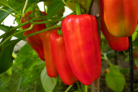 Several red sweet peppers ripen on a bush in a greenhouse, close upの写真素材