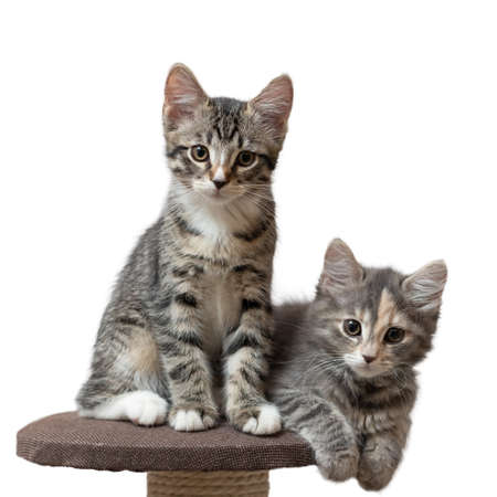 Two cute gray kittens sit on cat furniture isolated on white