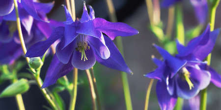 Perennial herb Aquilegia vulgaris with blue flowers on blurred backgroundの写真素材