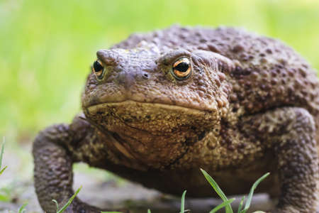 Big fat toad crawling along a dirt pathの写真素材