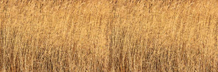 Golden coastal reeds along the river in autumn - beautiful autumn backgroundの写真素材