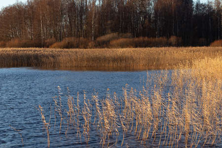 Lake shore with golden reeds and trees at sunset in autumn - beautiful autumn landscapeの写真素材