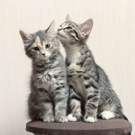 Two cute gray kittens playing on cat furniture at homeの写真素材