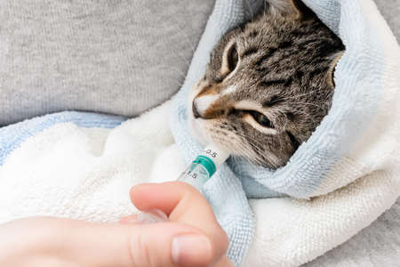 Kitten wrapped in a towel drinks medicine from a syringeの写真素材