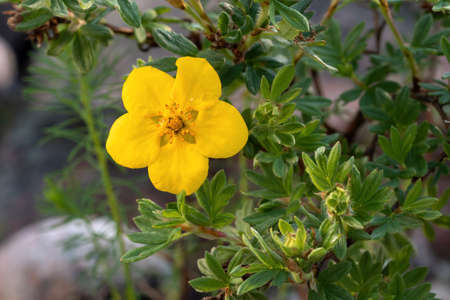 Yellow flower of Potentilla shrub in the garden close upの写真素材