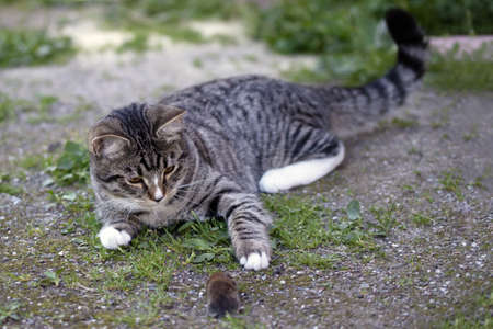 Gray striped young cat lies in the yard with a caught mouseの写真素材