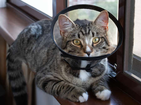 Young cat in a protective veterinary collar sits on the windowsillの写真素材
