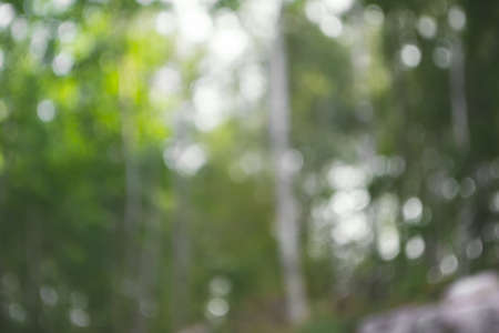 Natural blurred background. Green forest image defocusedの写真素材