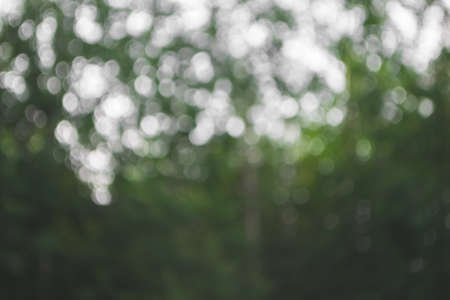 Natural blurred background. Green forest image defocusedの写真素材