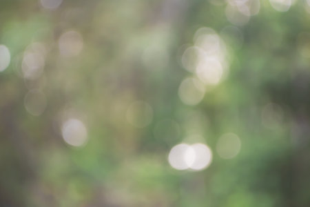 Natural blurred background. Green forest image defocusedの写真素材
