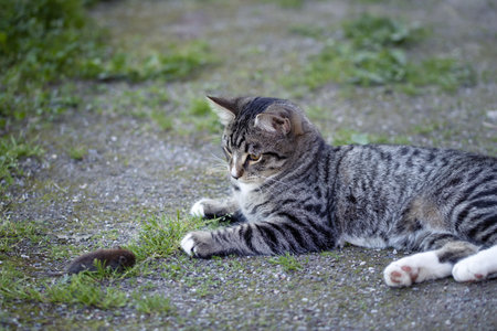 Gray striped young cat lies in the yard with a caught mouseの写真素材