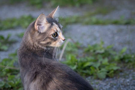 Gray young cat is looking closely at something in the yardの写真素材