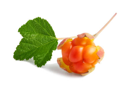 Cloudberry on a twig with a leaf isolated on white background
