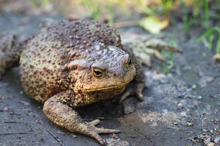 Big fat toad crawling along a dirt pathの写真素材