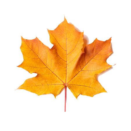 Yellow-orange maple leaf isolated on white backgroundの写真素材