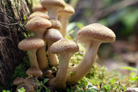 Family of honey agarics on a mossy stump in the autumn forestの写真素材