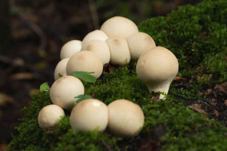 Group of edible lycoperdon mushrooms known as puffball grows on a tree stump in the forestの写真素材
