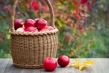 Organic ripe red apples in a wicker basket on a garden tableの写真素材