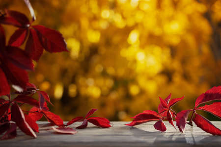 Beautiful natural autumn background with colorful leaves on a wooden table and blurred trees in the park. Blank for design, postcards or advertisingの写真素材