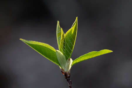 New leaves from bud on a tree branchの写真素材