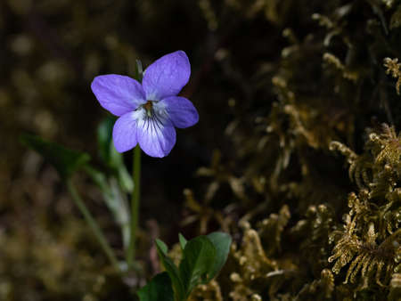 Little blue violet in the spring forest, selective focusの写真素材