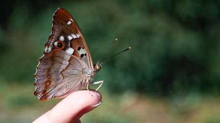 Beautiful butterfly sits on the girls fingertips, selective focusの写真素材