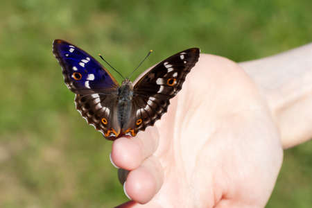 Beautiful butterfly sits on the girls fingertips, selective focus, Blue gloss open wings, selective focusの写真素材