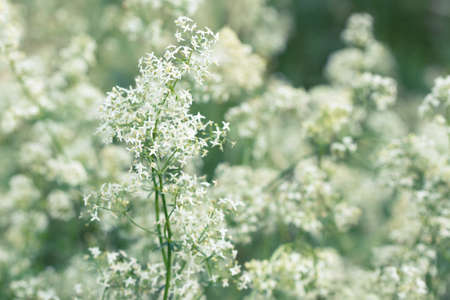 White tender bedstraw flowers in a summer meadow, selective focusの写真素材