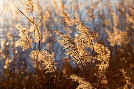 Panicles of reeds on the shore of the lake in sunset rays. Selective focusの写真素材