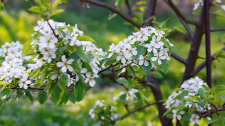Lush flowering of a pear tree on a spring dayの写真素材
