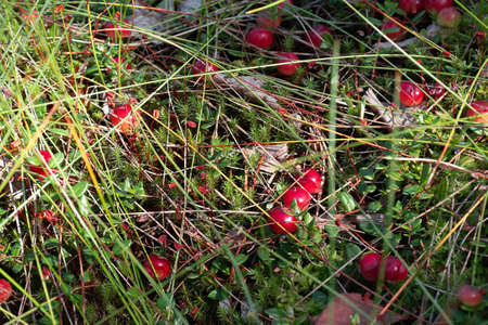 Ripe cranberries on a bog in the forestの写真素材