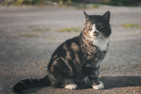 Gray striped cat is looking closely at something in the yardの写真素材