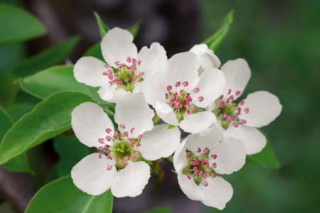 Lush flowering of a pear tree on a spring day in the sunの写真素材
