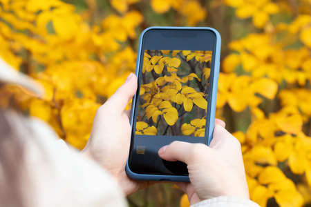 Girl takes pictures on the camera of the phone yellow autumn leaves