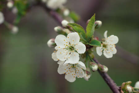 Flowering of a pear tree on a spring dayの写真素材