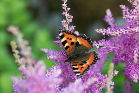 Butterfly urticaria on pink astilba in the gardenの写真素材