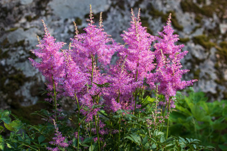 Blooming pink astilbes in a flower bed in the gardenの写真素材