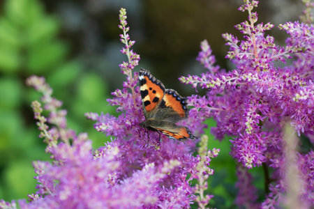 Butterfly urticaria on pink astilba in the gardenの写真素材