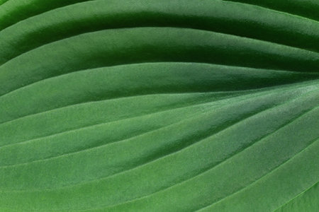 Large green hosta leaf closeup, texture, natural green backgroundの写真素材