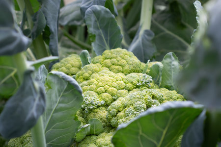 Close-up of large broccoli on a garden bedの写真素材