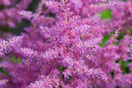 Blooming pink astilbes in a flower bed in the garden, close-upの写真素材